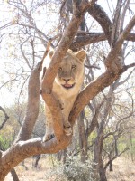 /album/ukutula/ukutula-walk-with-lions-032-jpg/